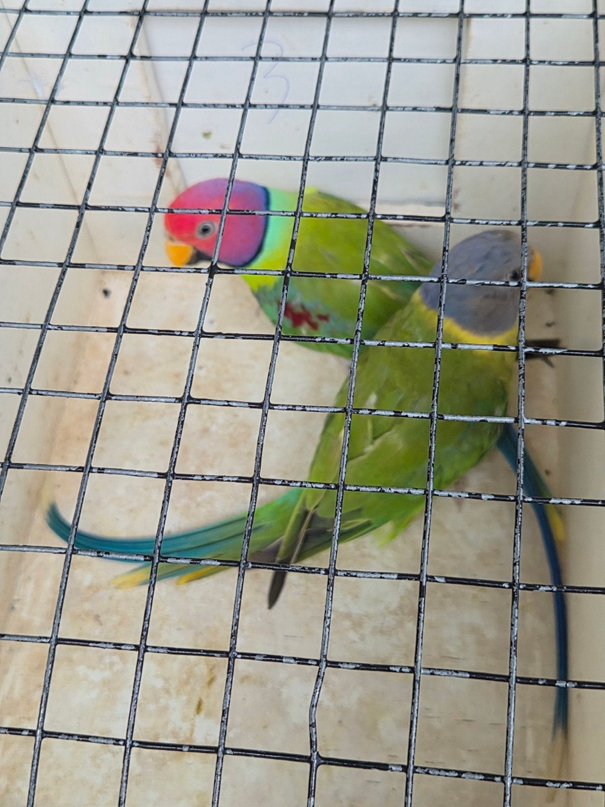 samen in ene koop 3koppels pruimkoppen  en  6 bergparkieten, Dieren en Toebehoren, Vogels | Parkieten en Papegaaien