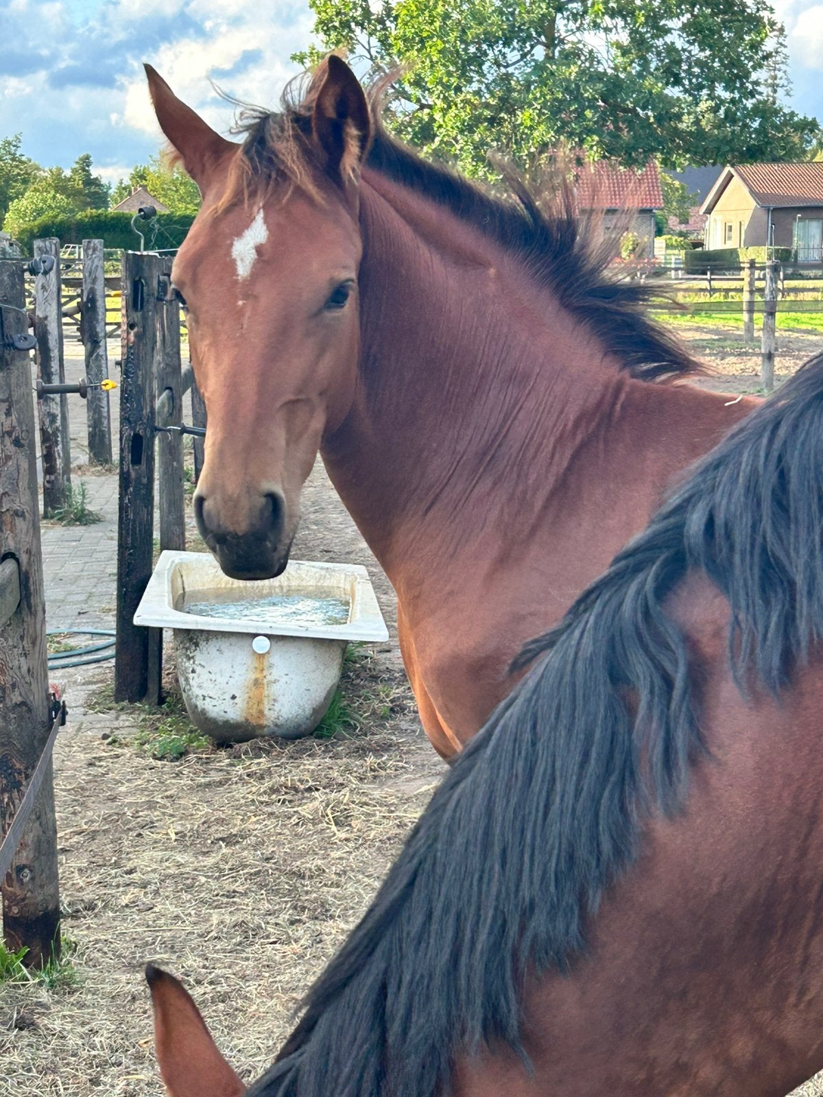 Hengstveulen met topafstamming, Dieren en Toebehoren, Springpaard, Met stamboom, 0 tot 2 jaar, Hengst
