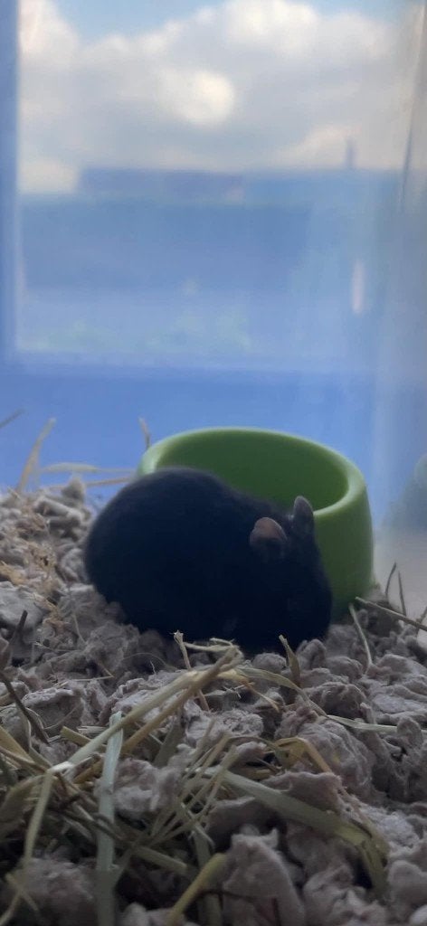 Lief dwerghamstertje Ash zoekt een gouden huisje!, Animaux & Accessoires, Mars, Mâle, Hamster