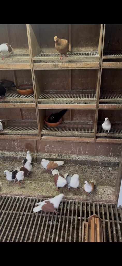 Mooie gjylija te koop, Dieren en Toebehoren, Vogels | Duiven