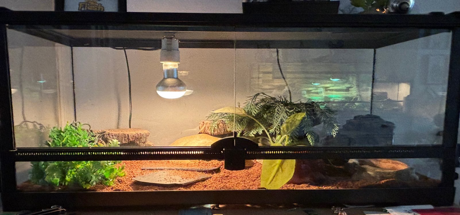 Terrarium met luipaardgekko, Enlèvement, Comme neuf