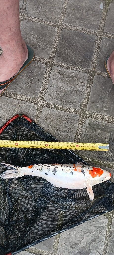koivissen, Dieren en Toebehoren, Karper of Koi