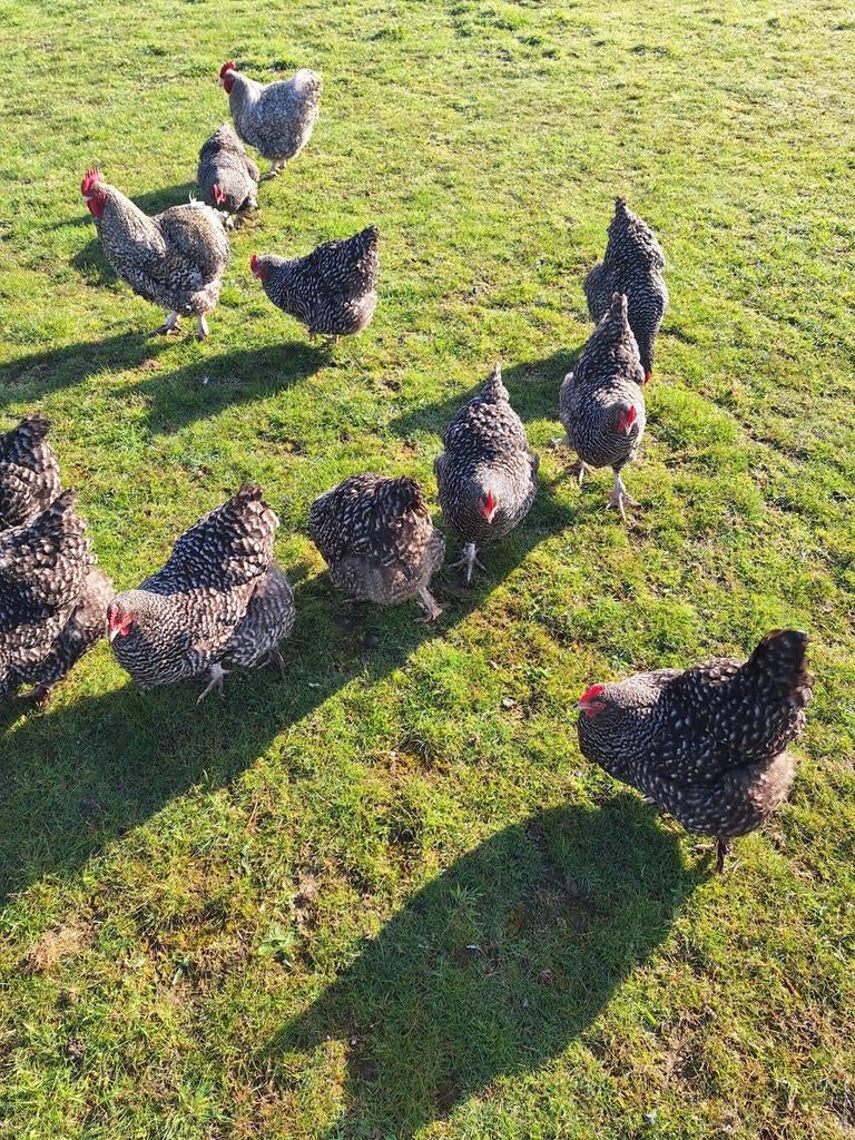 Broedeieren Mechelse koekoek, Dieren en Toebehoren