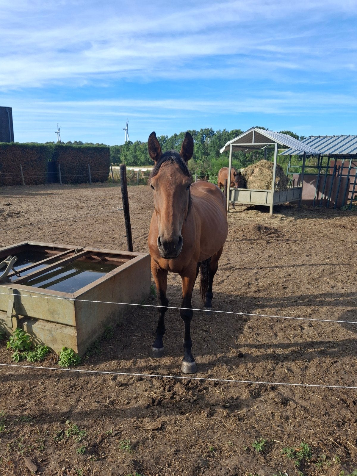 3.5  jarig springpaard, Ruin, Zadelmak, Springpaard