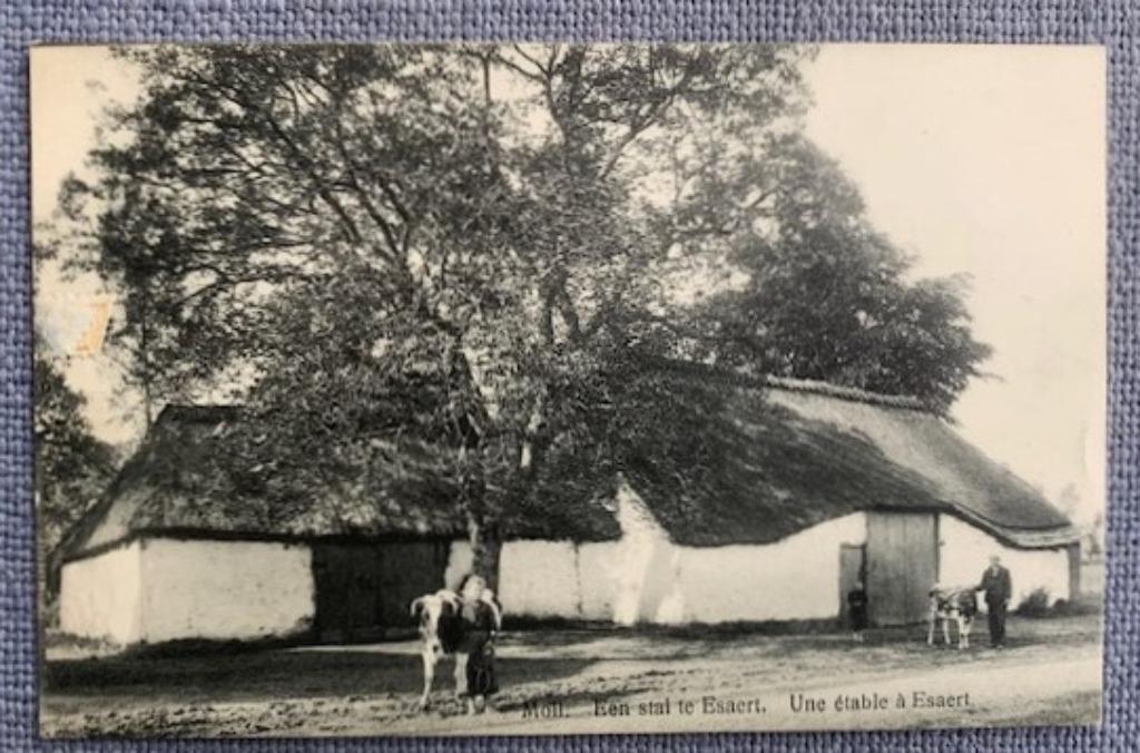 MOL - MOLL - Boerenstal te Esaert - ca. 1920, Ophalen of Verzenden, Voor 1920, Ongelopen, Antwerpen