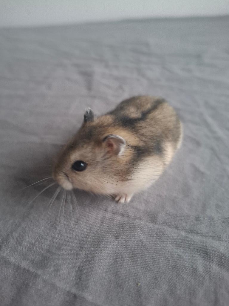 Les adorables petits hamsters nains russes cherchent un foye, Animaux & Accessoires, Hamster, Domestique, Janvier, Sexe inconnu