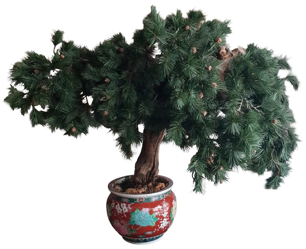 Grote kunstplant/miniboom/spar/bonsai, Enlèvement, Utilisé, Intérieur