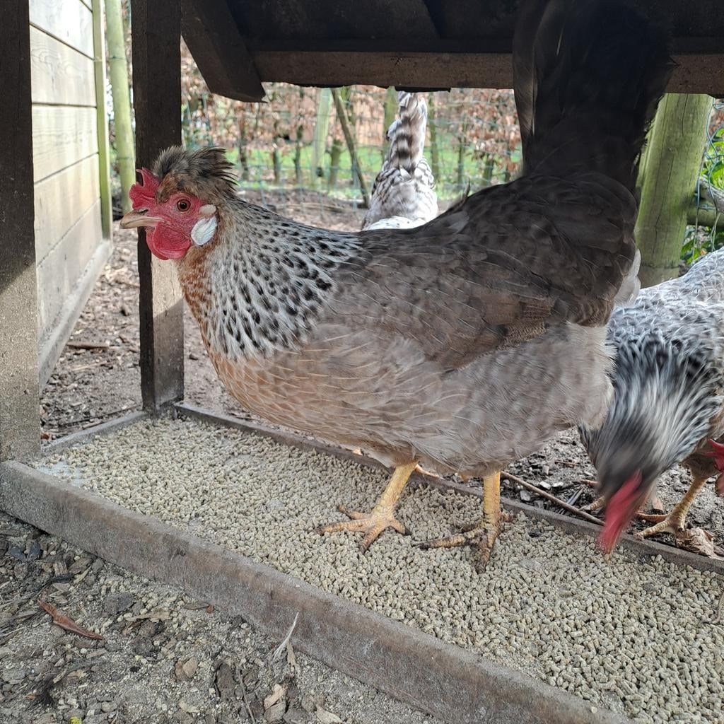 Cream legbar broedeieren, Dieren en Toebehoren