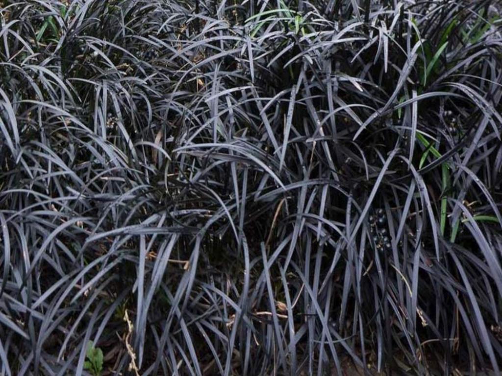 Ophiopogon planiscapus 'Niger', Tuin en Terras, Planten | Tuinplanten, Vaste plant, Bodembedekkers, Halfschaduw, Zomer, Ophalen of Verzenden