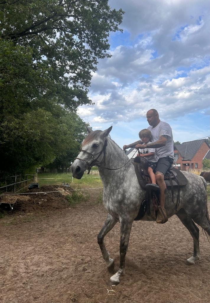 Pre andalusier — Ruin — 13jaar — Zadelmak — 1m86, Dieren en Toebehoren, Paarden, 175 cm of meer, Met stamboom, Ruin, Zadelmak