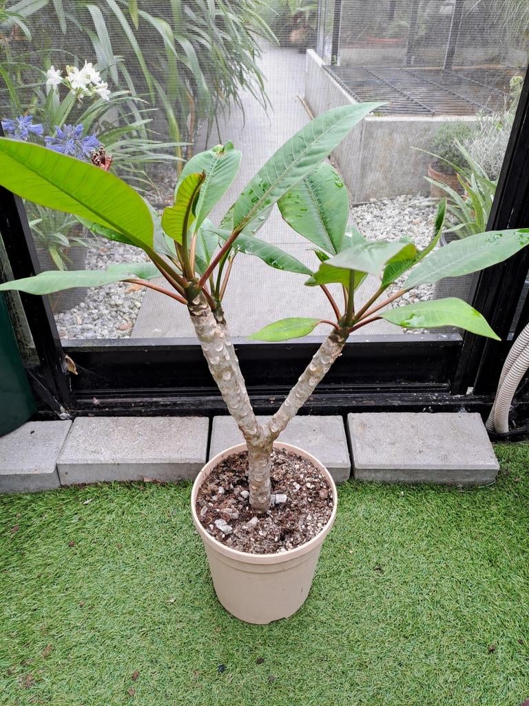 plumeria Rubra ( frangipani of tempelboom), Tuin en Terras, Planten | Tuinplanten, Ophalen of Verzenden, Volle zon