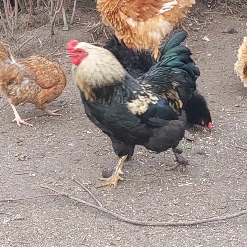 Jonge hannen, Dieren en Toebehoren, Pluimvee