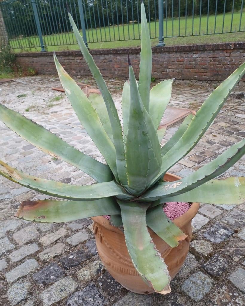 grote en kleine, Tuin en Terras, Ophalen