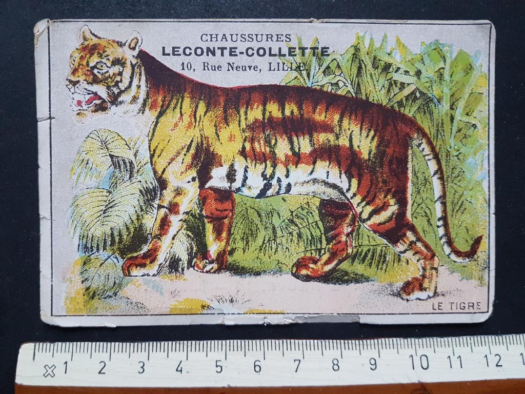 Chromo Chaussures Leconte Collette Tijger Tigre, Verzamelen, Gebruikt, Ophalen of Verzenden, Voor 1940, Dier