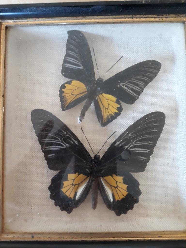 Papillons sous verre, Collections, Collections Animaux, Comme neuf, Autres types, Insecte, Enlèvement ou Envoi