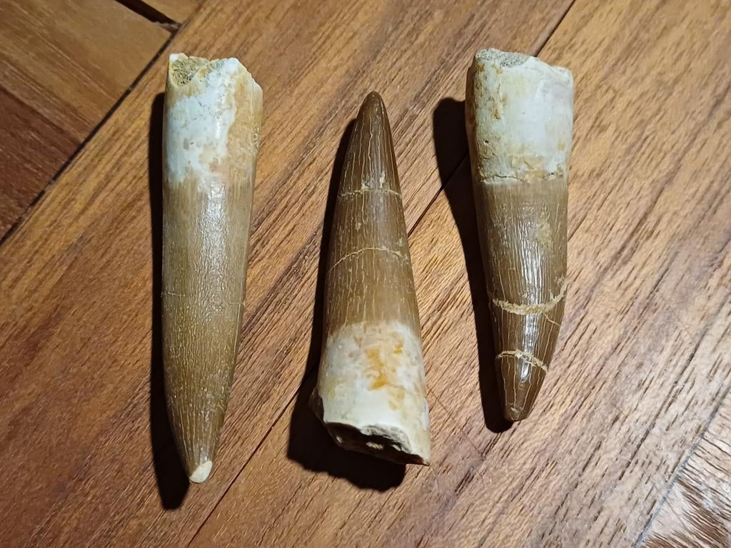 Choisissez parmi 3 dents de plésiosaure - 20€/pièce, Enlèvement ou Envoi, Fossile
