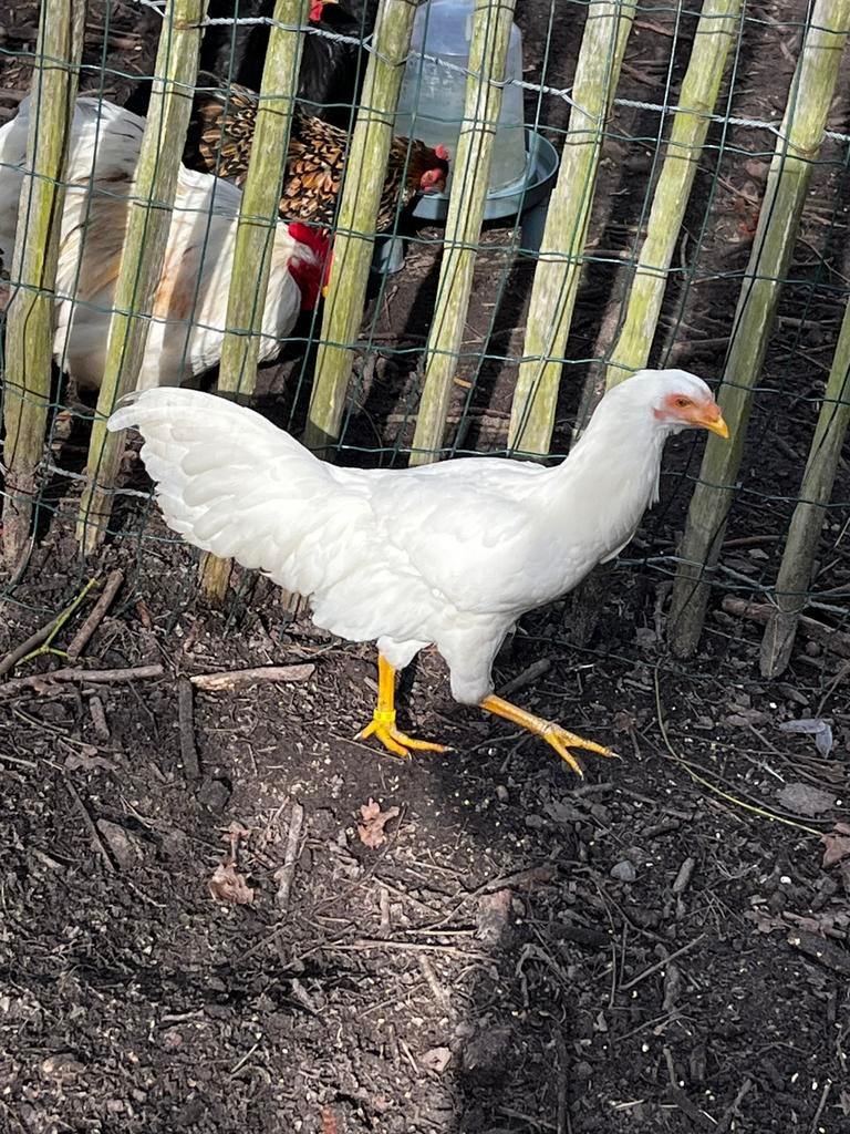 Yokohama hoen hen, Dieren en Toebehoren