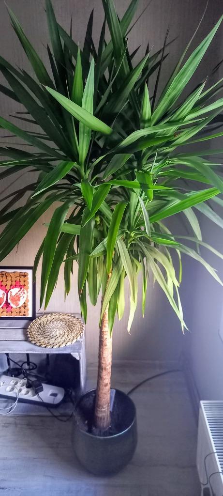 Yucca plant 170 cm, En pot, Autres espèces, Enlèvement, 100 à 250 cm