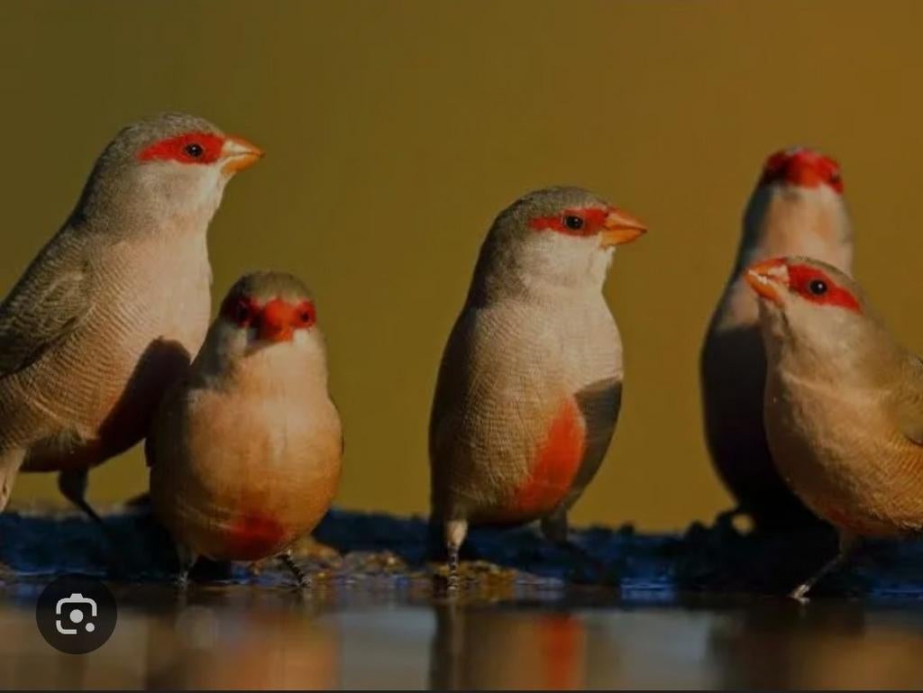 Gezocht st helena fazantjes, Meerdere dieren, Tropenvogel, Geringd