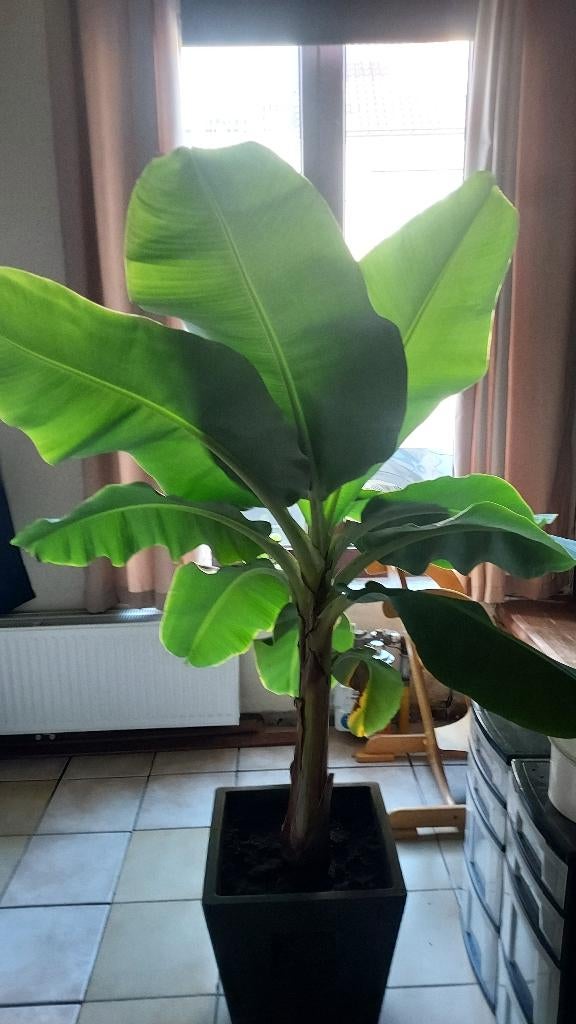 Bananenplant Musa, Huis en Inrichting, Kamerplanten, Ophalen, 150 tot 200 cm