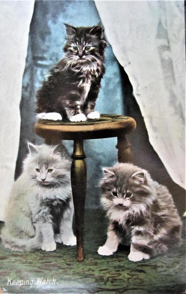 FANTASIEKAART KATTEN, Ophalen of Verzenden, Voor 1920, Gelopen, Overige thema's