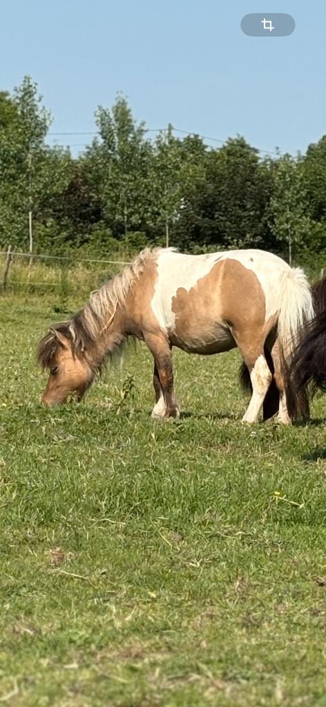 Pony's, Ophalen