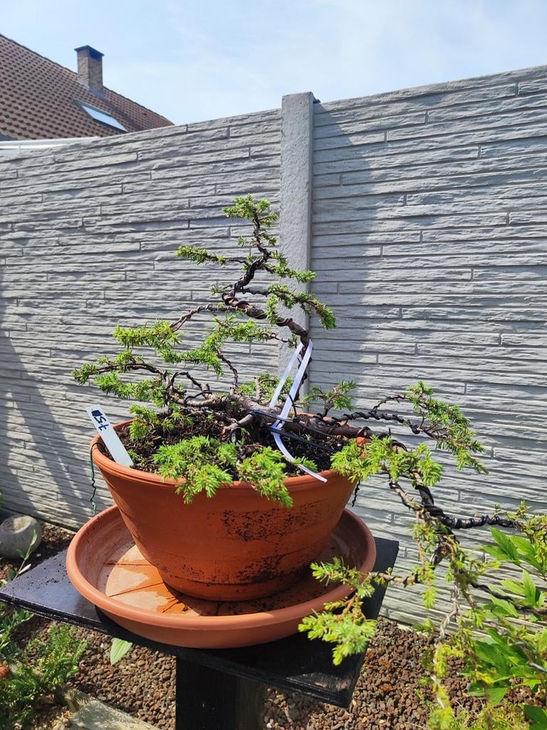 startplant bonsai juniperus communis 15 ans, Enlèvement