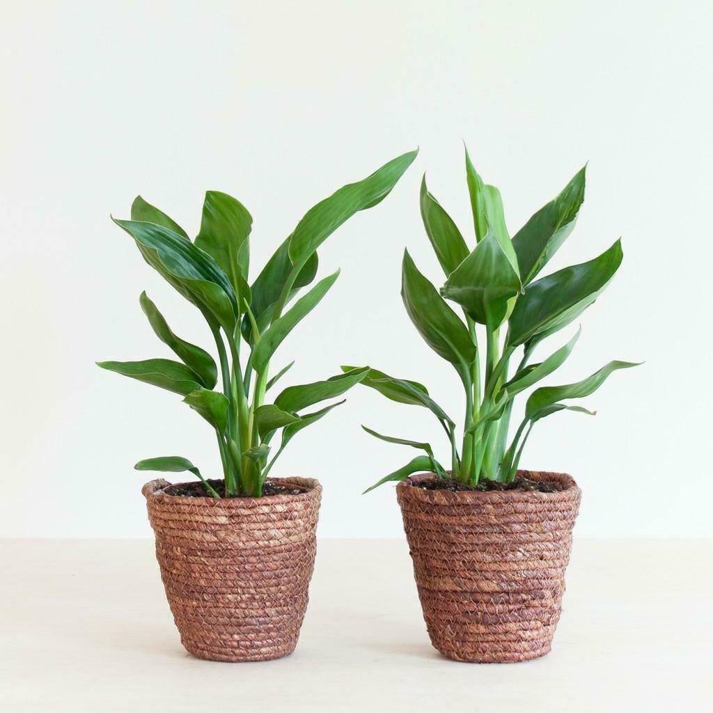 Paradijsvogelplant ( strelitzia reginea), Été, Plante fixe, Mi-ombre, Enlèvement ou Envoi