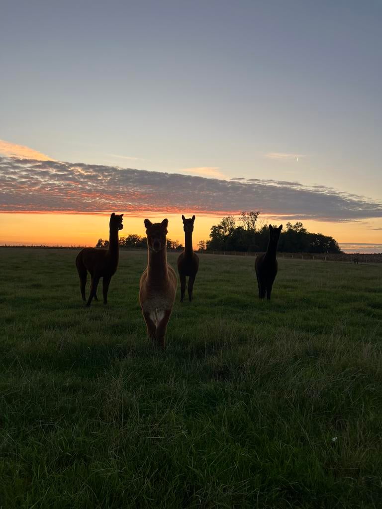 Alpaca’s te koop: 1 hengst, 3 merries, Janvier, Plusieurs animaux