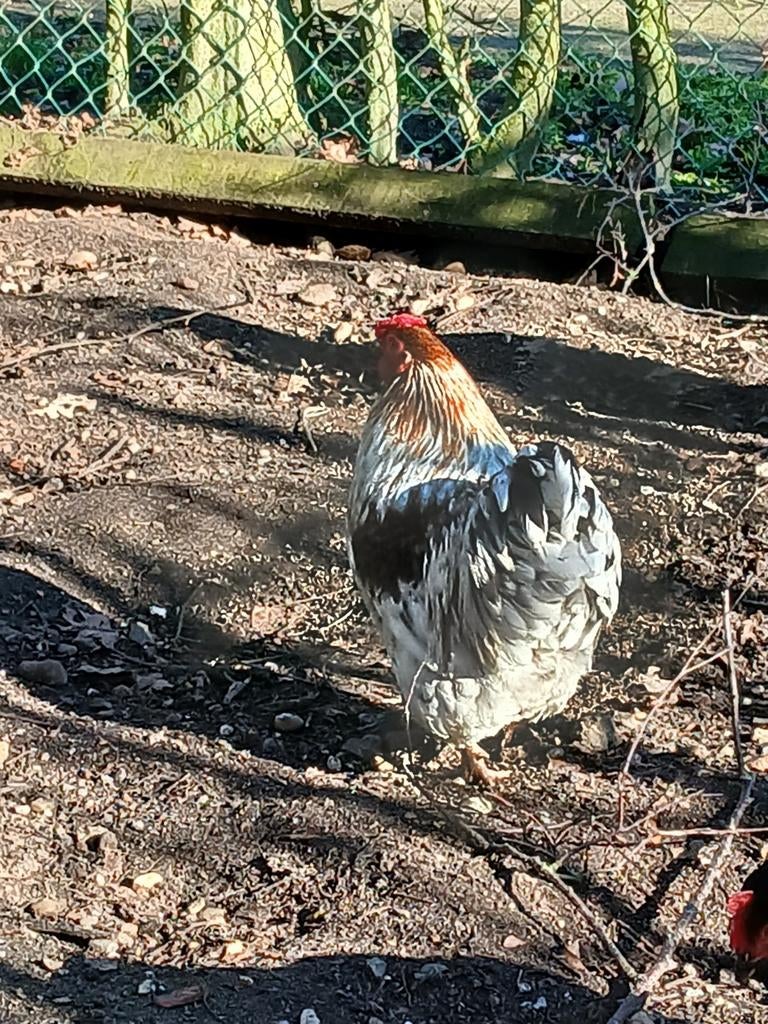 Haan, Dieren en Toebehoren, Pluimvee