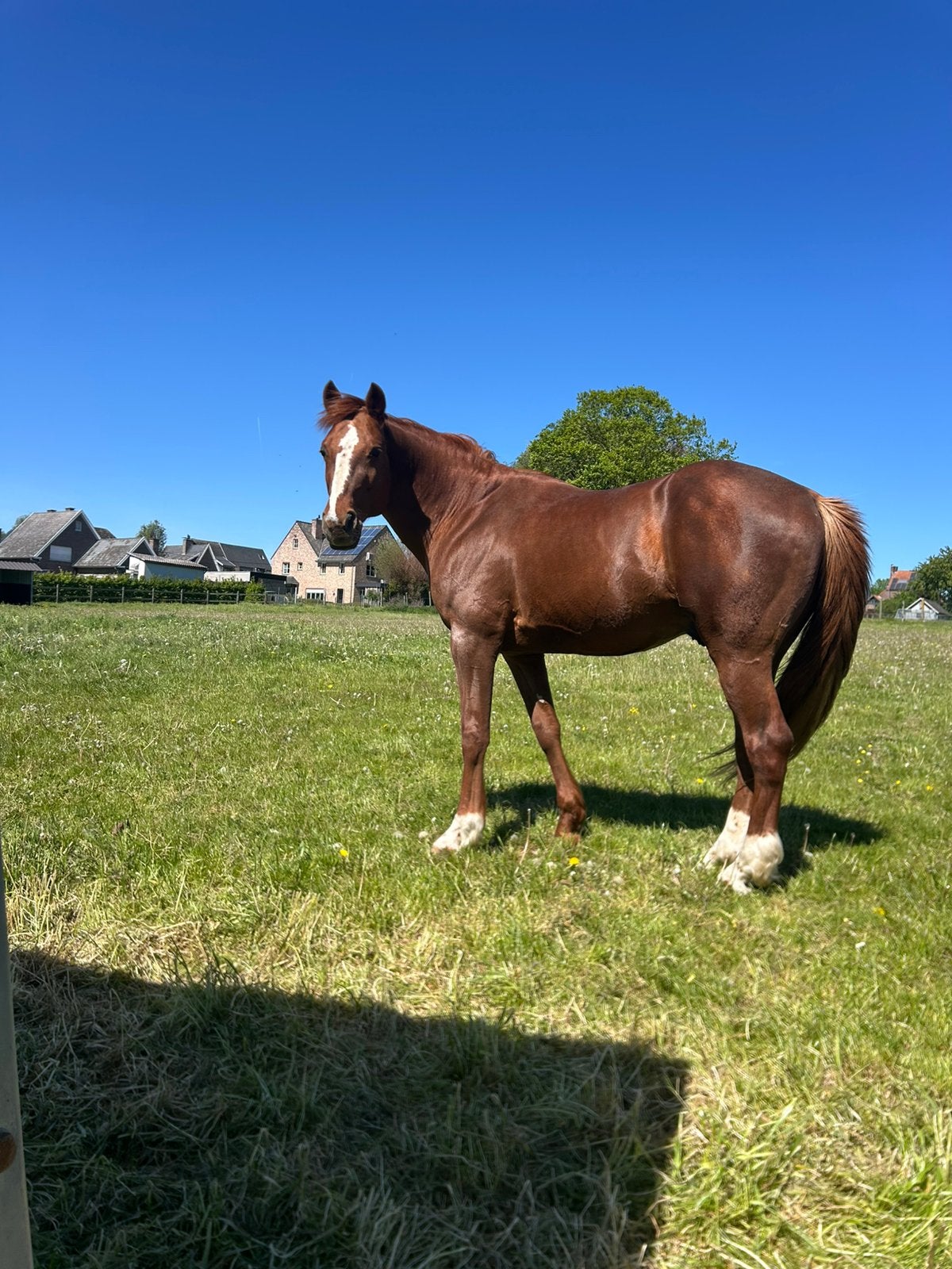 Super lieve hengst zoekt sterrenhuisje, Dieren en Toebehoren, Paarden, Met stamboom, Niet van toepassing, Hengst, 160 tot 165 cm