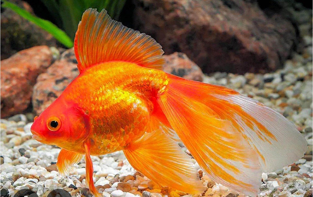 Recherche voile de chine de 10cm