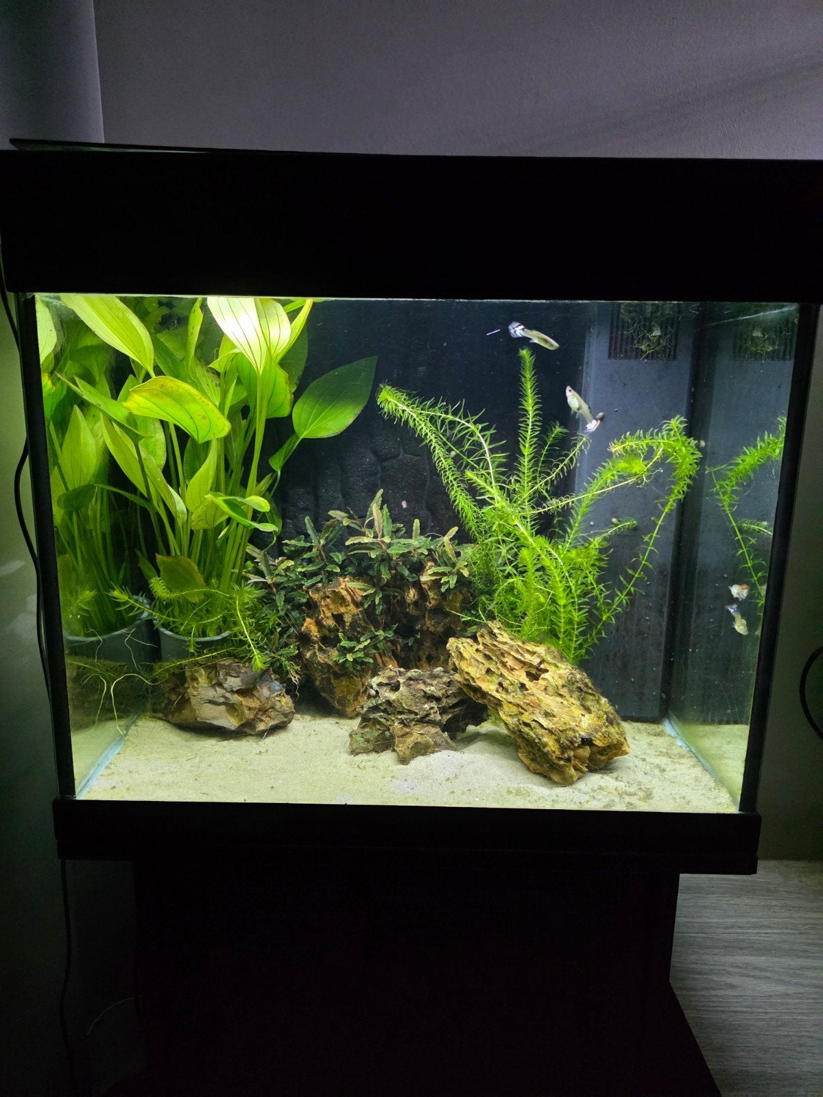 Aquarium met kast, Dieren en Toebehoren, Ophalen, Filter, Juwel