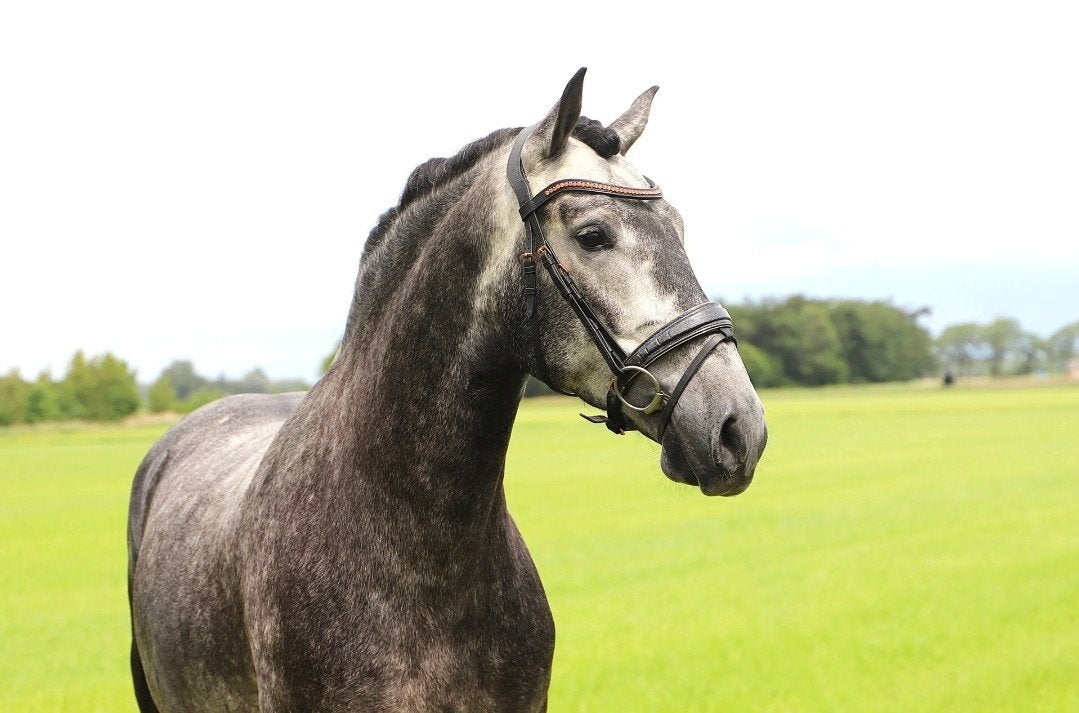 Marron pur, brun andalou, Poney de dressage, Hongre, L, Poney E (1.48 m - 1.57m)