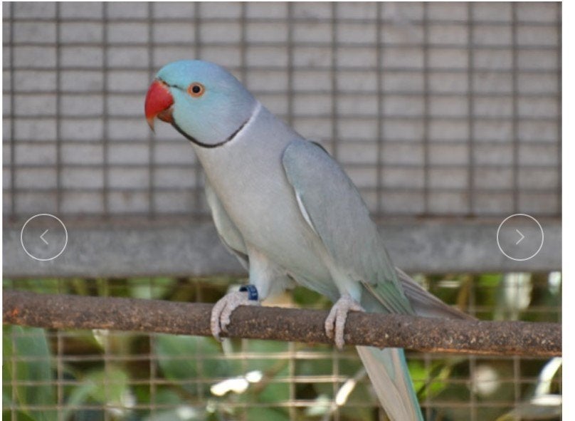 Recherche Perruches à collier mutations Cinnamon et Edge, Mâle, Perruche, Bagué