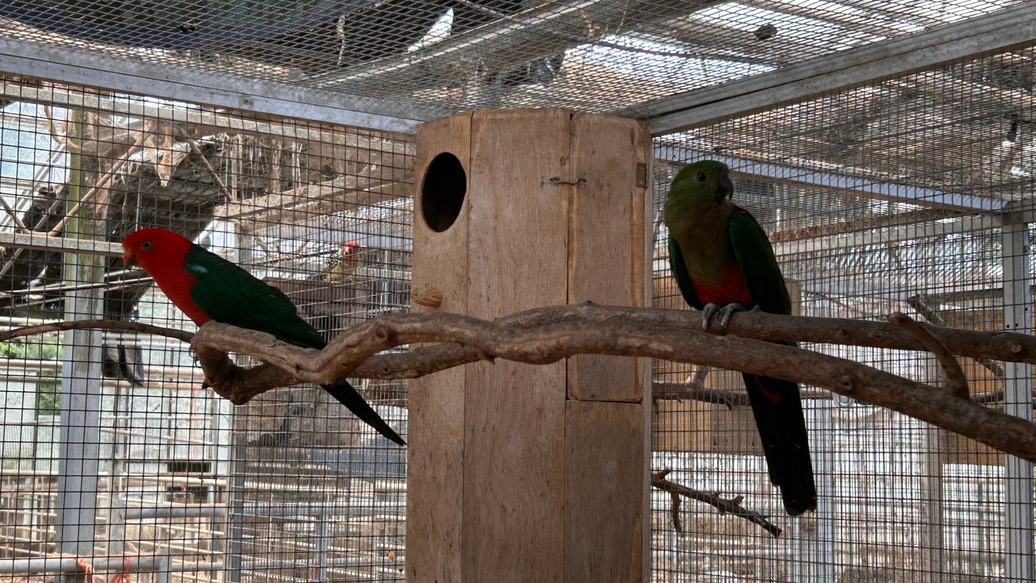 Kweekkoppel koningparkieten, Plusieurs animaux, Perruche, Bagué