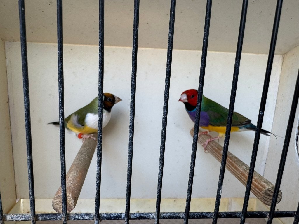 Koppel wildkleur gouldamadine/goulds te koop ( Koppel 9 ), Dieren en Toebehoren, Vogels | Overige Vogels