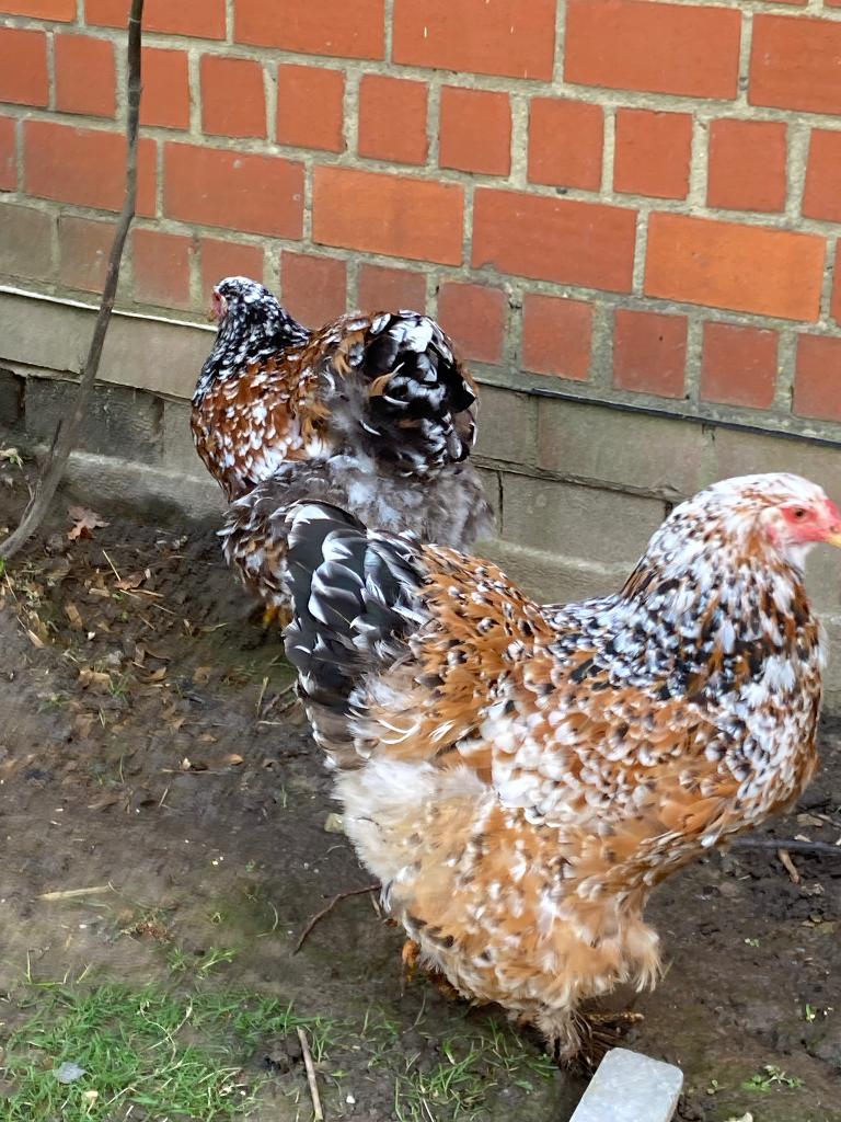 Brahma porselein, Dieren en Toebehoren, Meerdere dieren, Kip