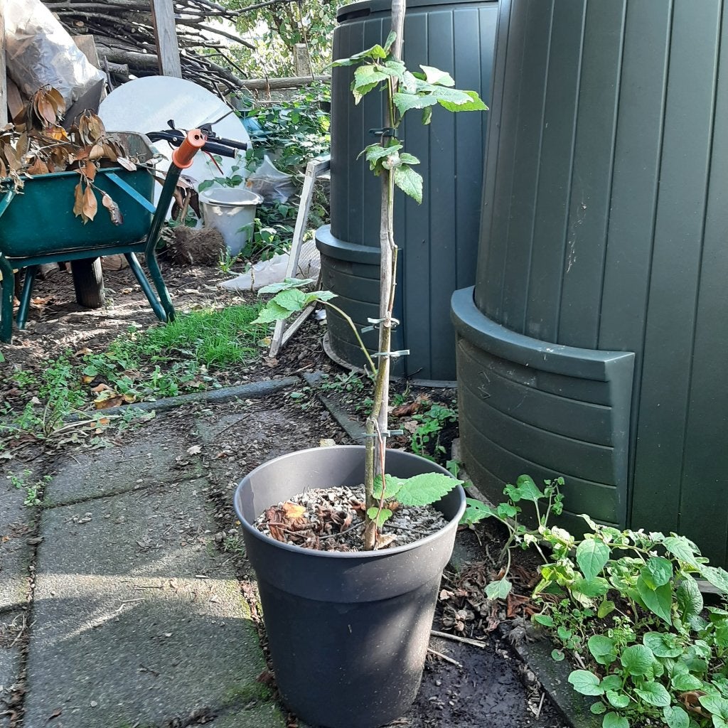 Zilverlinde, Ophalen, In pot, Overige soorten, 400 cm of meer