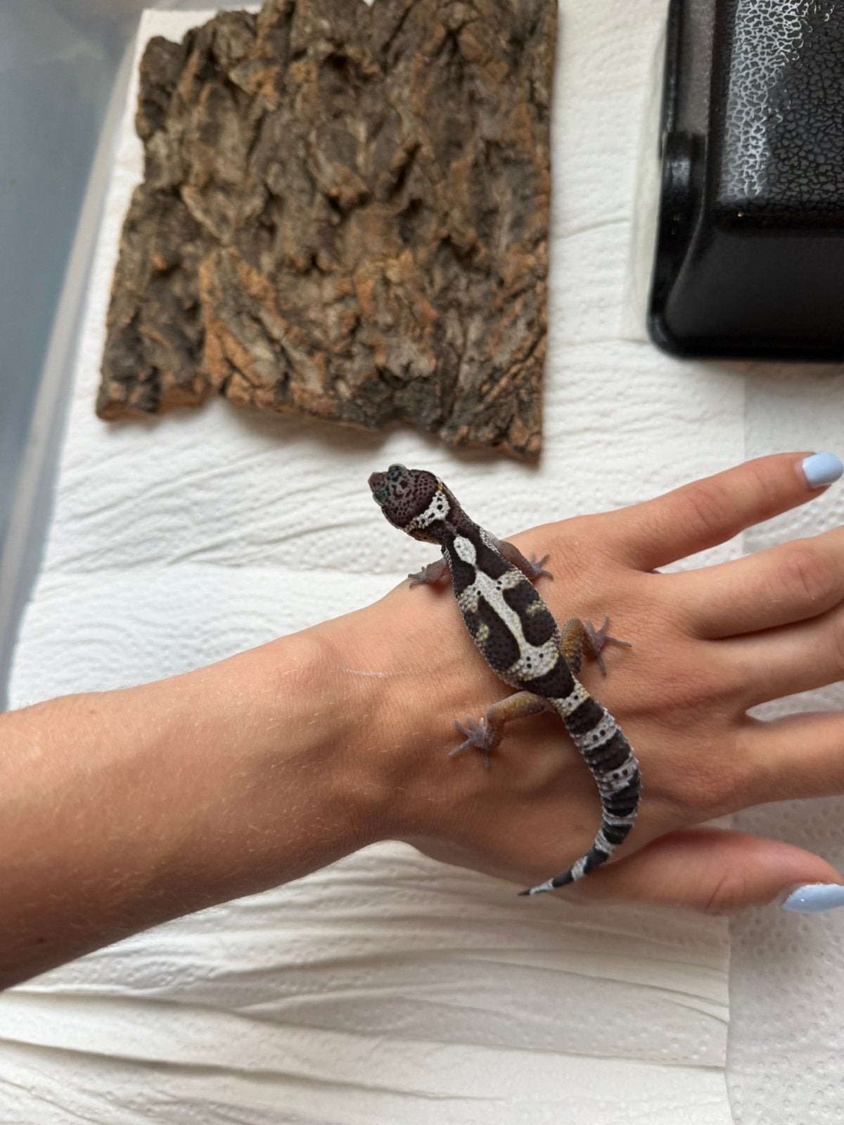 Black night x tangerine luipaardgekko man, Hagedis, Tam, 0 tot 2 jaar