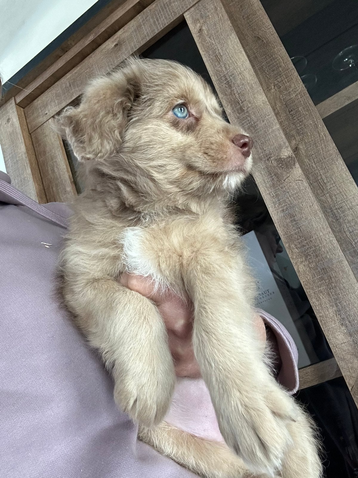 Australian doodle teefje, Animaux & Accessoires, Chiens | Sans pedigree, Chienne, Belgique, Taille moyenne, Un chien