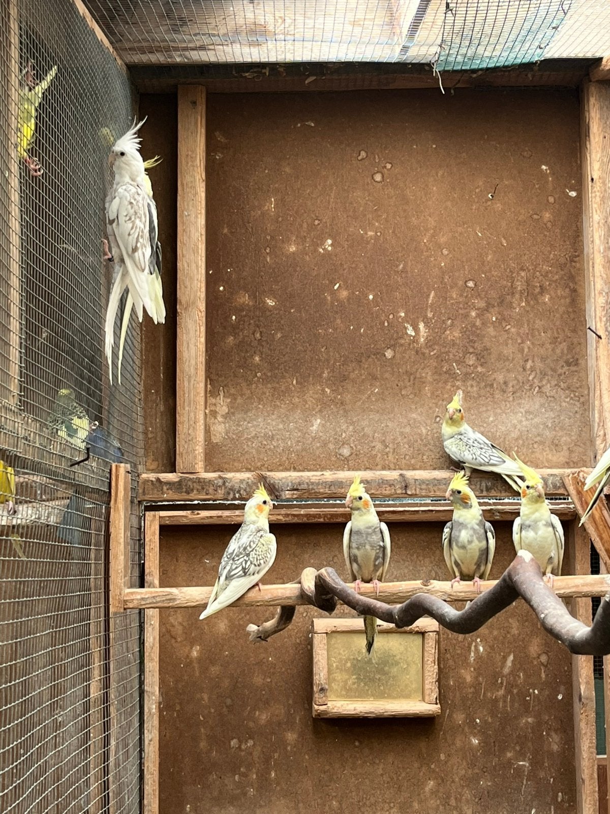 Valkparkieten, Meerdere dieren, Parkiet