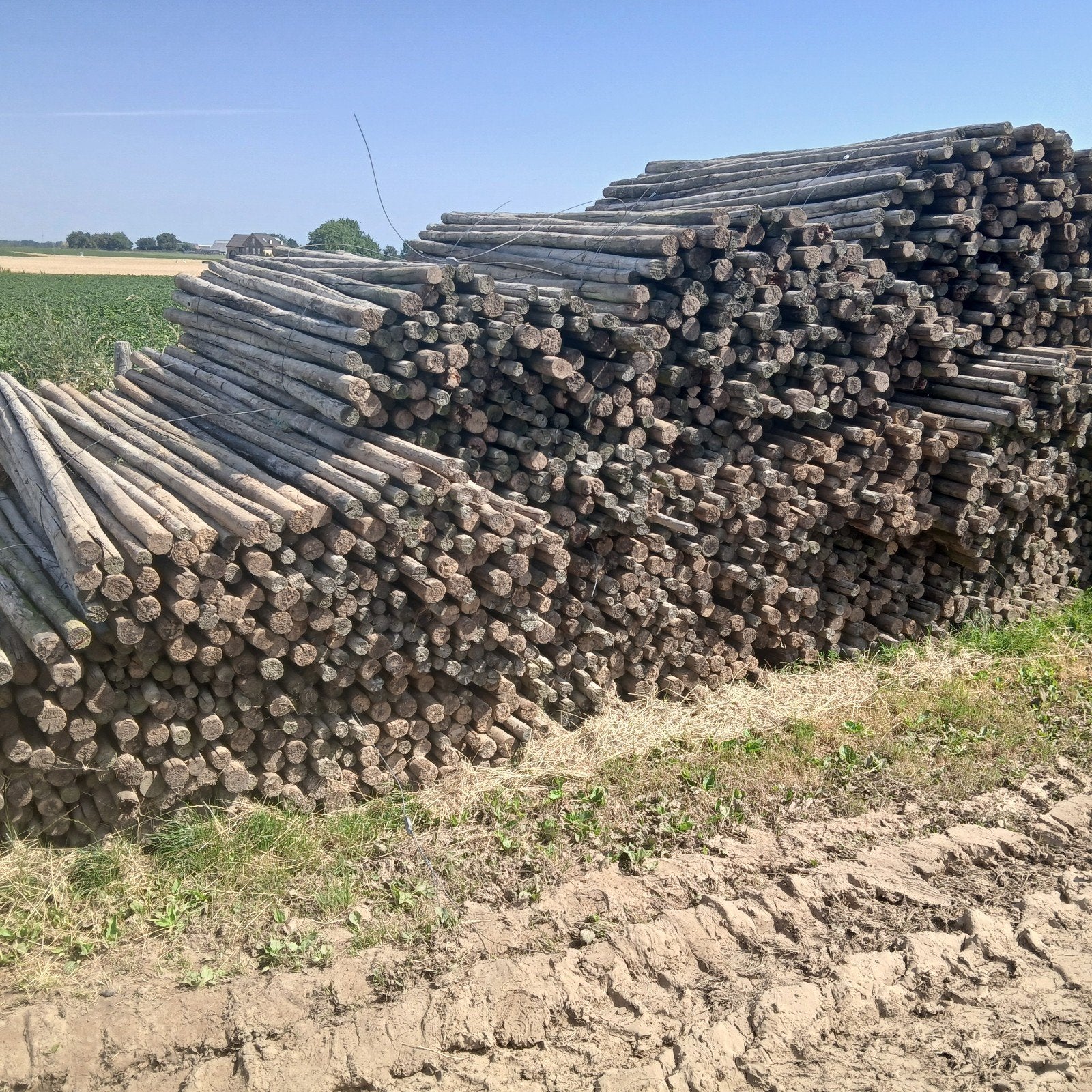 Te koop ongepunte fruitboompalen 2,50 meter lang., Ophalen, Gebruikt, 180 tot 250 cm, Palen