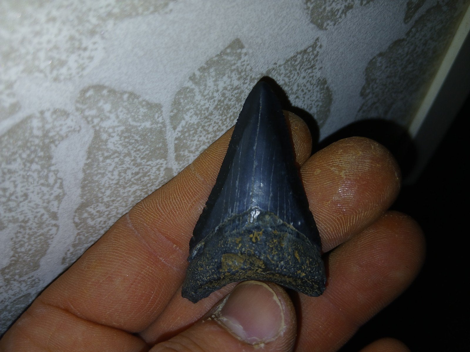 Otodus megalodon, Ophalen of Verzenden