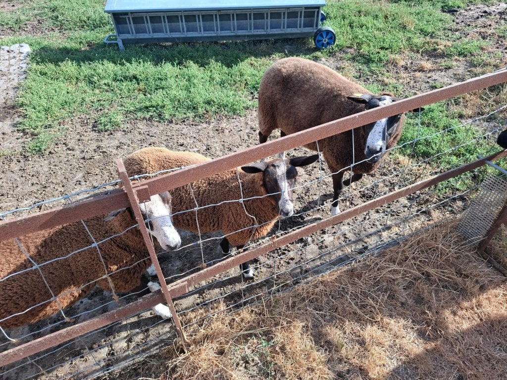 Zwartbles schapen te koop, Dieren en Toebehoren, Meerdere dieren, Schaap, 0 tot 2 jaar