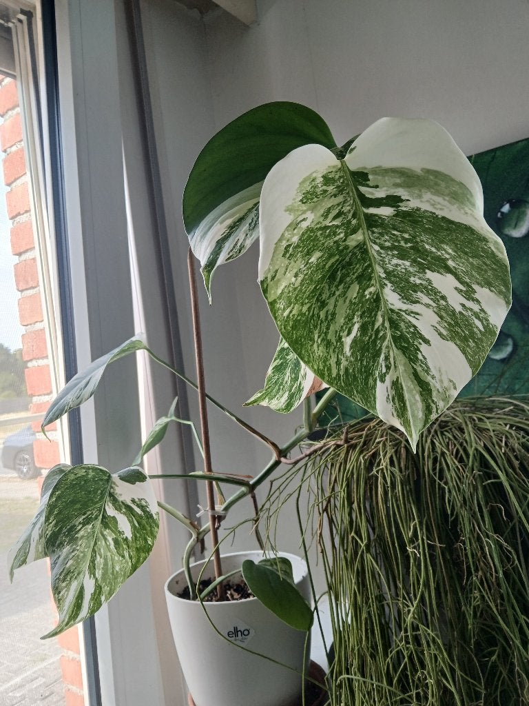 Monstera variegata, Ophalen