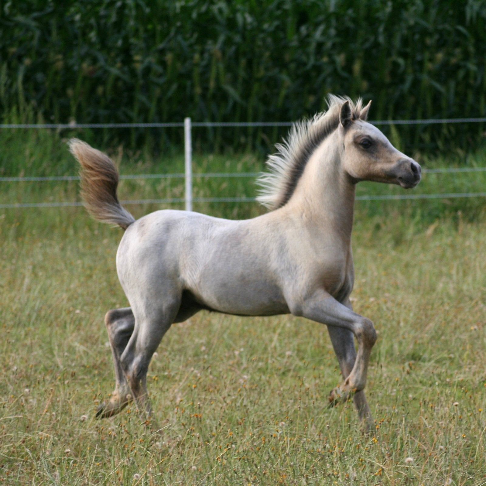 Best bewegend welsh A hengstveulen, Dieren en Toebehoren, Met stamboom, Niet van toepassing, 0 tot 2 jaar, Hengst