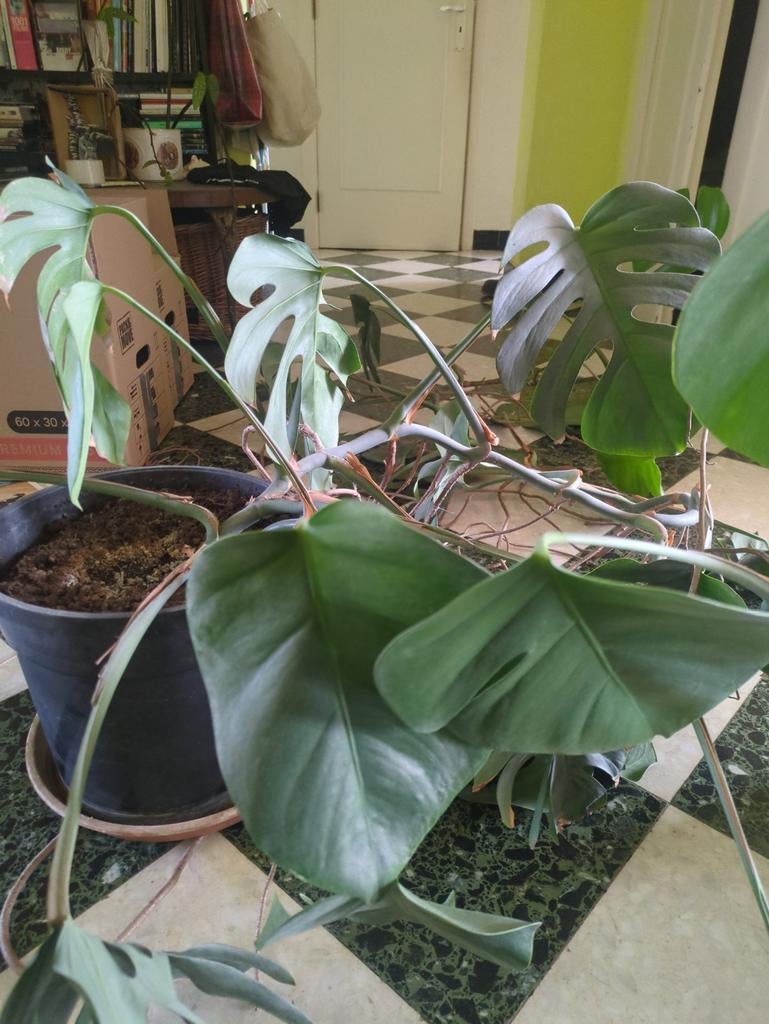 Giga kamerplant op zoek naar nieuw huis, Ophalen