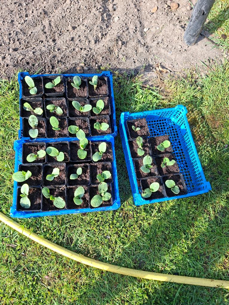 Pompoen planten, Tuin en Terras, Ophalen