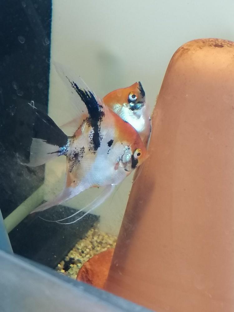 Koppel red devil maanvissen scalare, Dieren en Toebehoren, Vissen | Aquariumvissen, Vis, Zoetwatervis